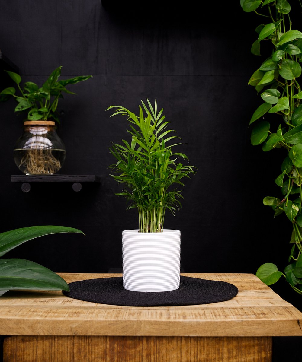 Chameadorea | 30cm | met witte keramieken pot