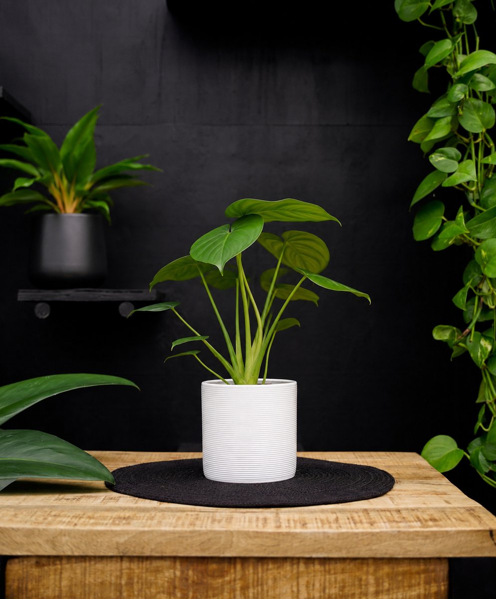 Monstera Tauerii | 30cm | met witte keramieken pot