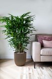 Gouden, geribbelde bolvormige bloempot met een grote palmtak plant, naast een bank.