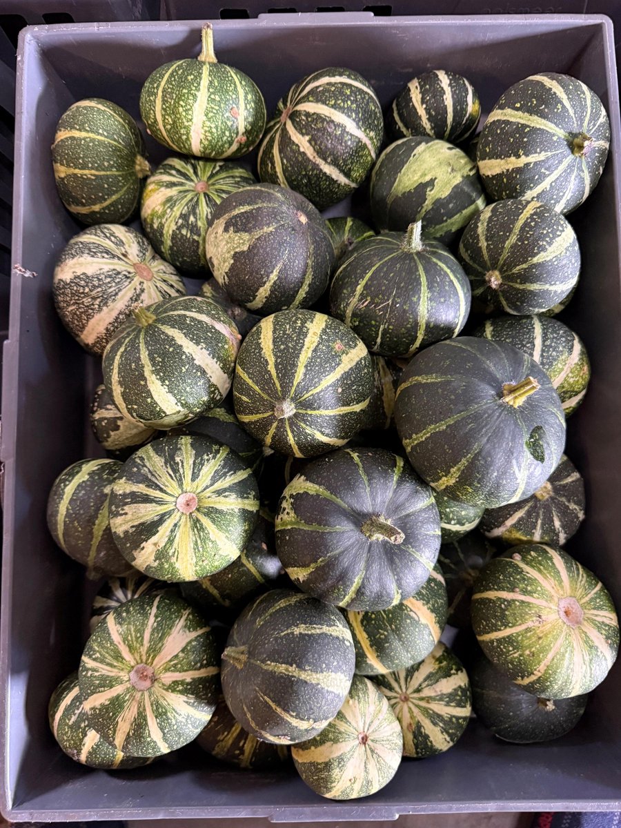 40x Sf cucurbita pepo