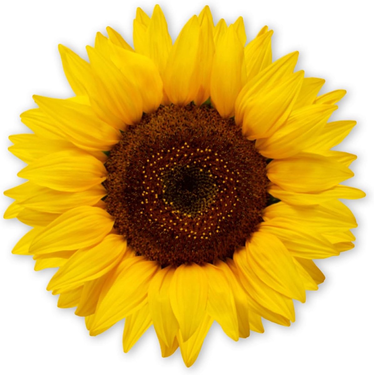 Sticker zonnebloem 20 cm - zelfklevende film - weerbestendig - perfect voor kinderkamer - ShopVlot