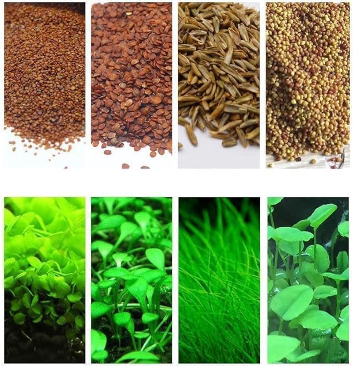 4 zakken aquariumplant S.e.e.ds, niet kunstmatige plastic plant, aquarium levend gras voor alle substraat