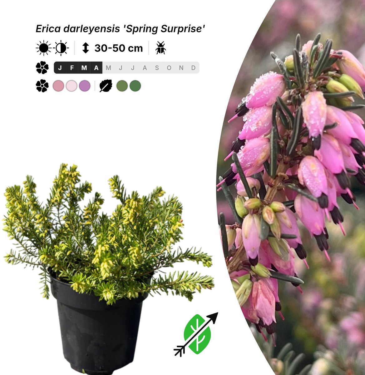 Singleplants - 20x Erica darleyensis 'Spring Surprise' - Pot P9,5 - bodembedekker - winterhard tot -18°C