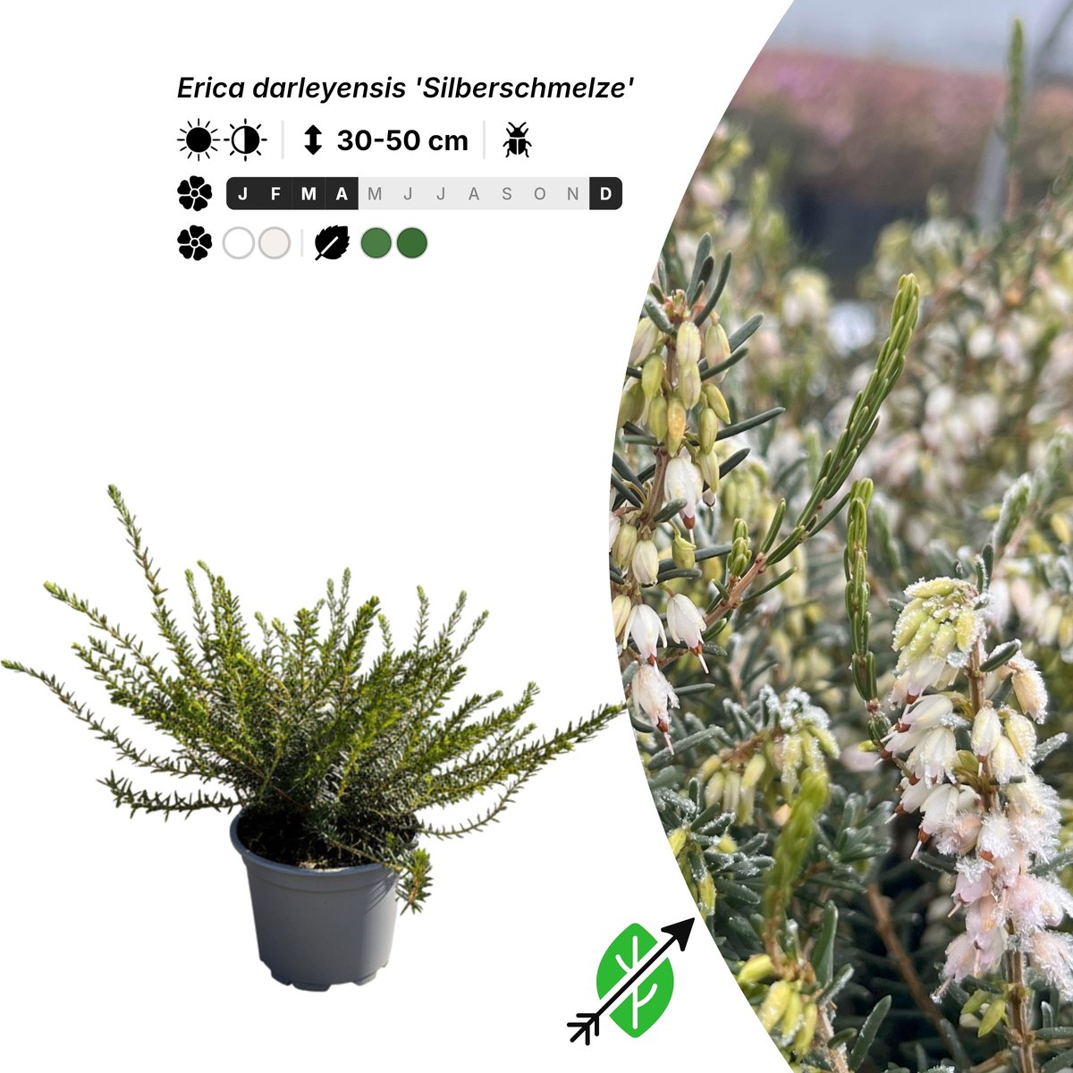 Singleplants - 20x Erica darleyensis 'Silberschmelze' - Pot P10,5 - bodembedekker - winterhard tot -20°C