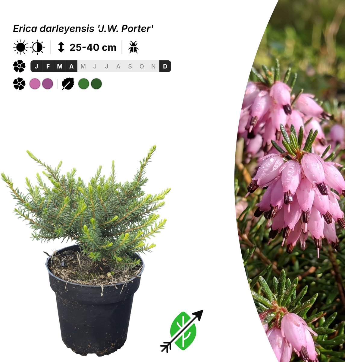 Singleplants - 10x Erica darleyensis 'J.W. Porter' - Pot P9,5 - bodembedekker - winterhard tot -20°C