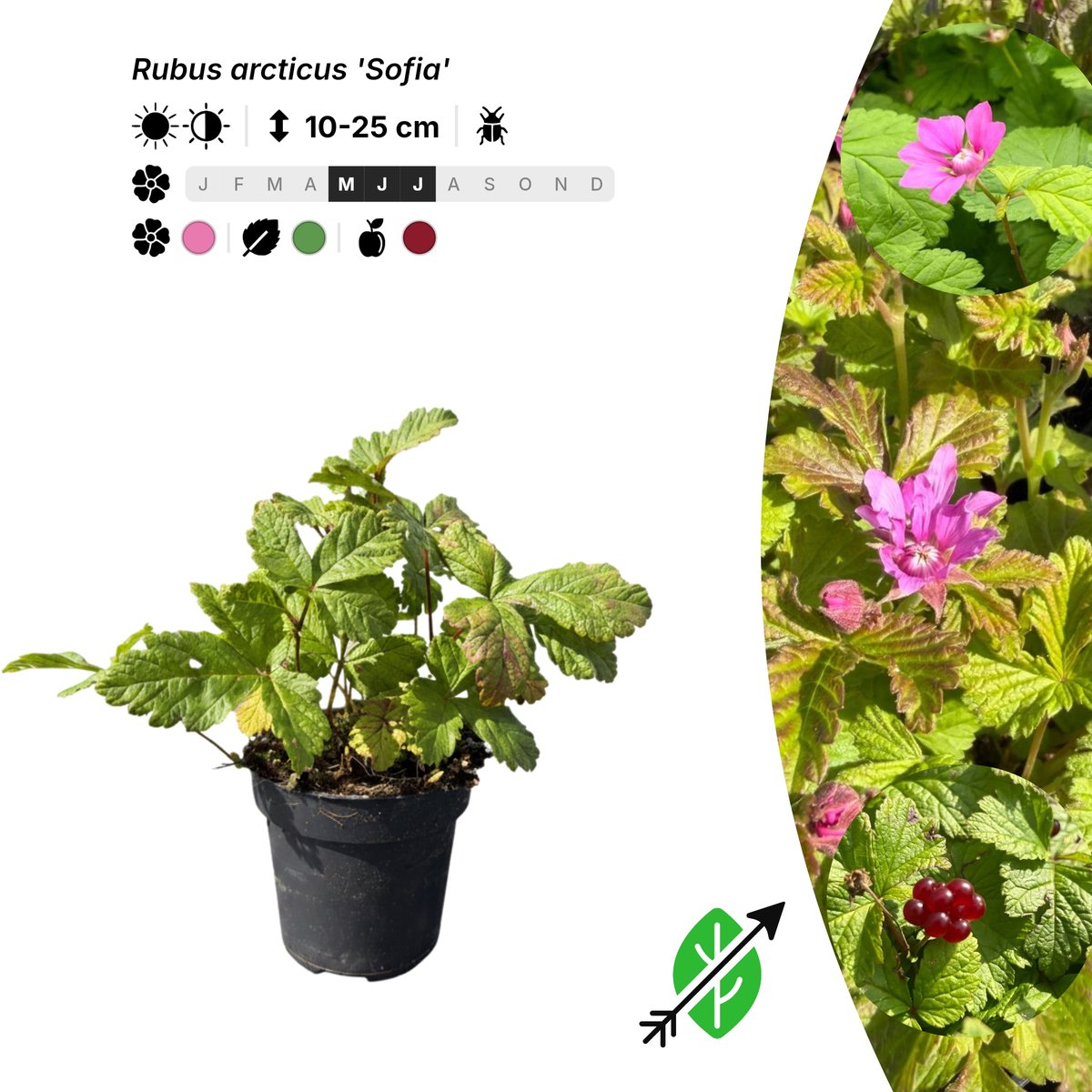 Singleplants - 20x Rubus arcticus 'Sofia' - Pot P9,5 - bodembedekker - winterhard tot -40°C