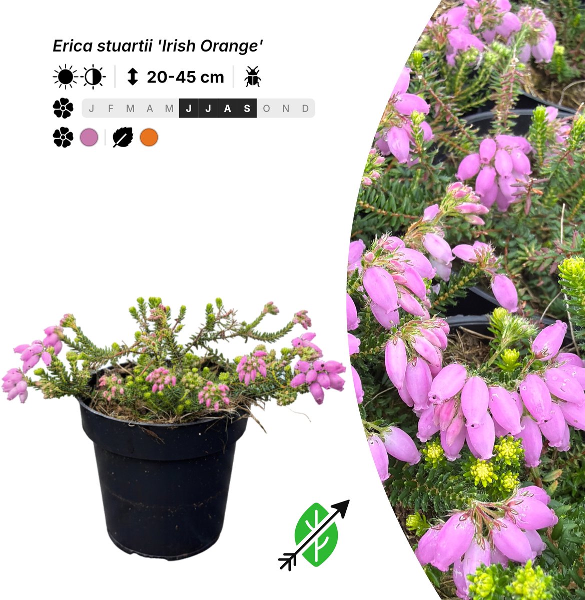Singleplants - 20x Erica stuartii 'Irish Orange' - Pot P9,5 - winterhard tot -15°C