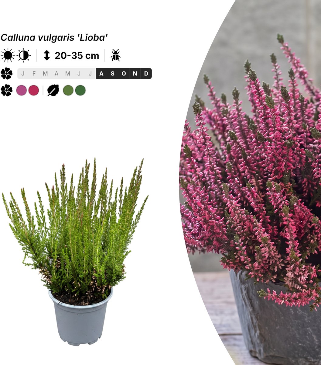 Singleplants - 20x Calluna vulgaris 'Lioba' - Pot P10,5 - bodembedekker - in bloeiperiode