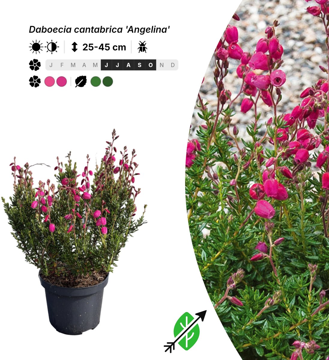Singleplants - 12x Daboecia cantabrica 'Angelina' - Pot C1.5 - bodembedekker - in bloeiperiode