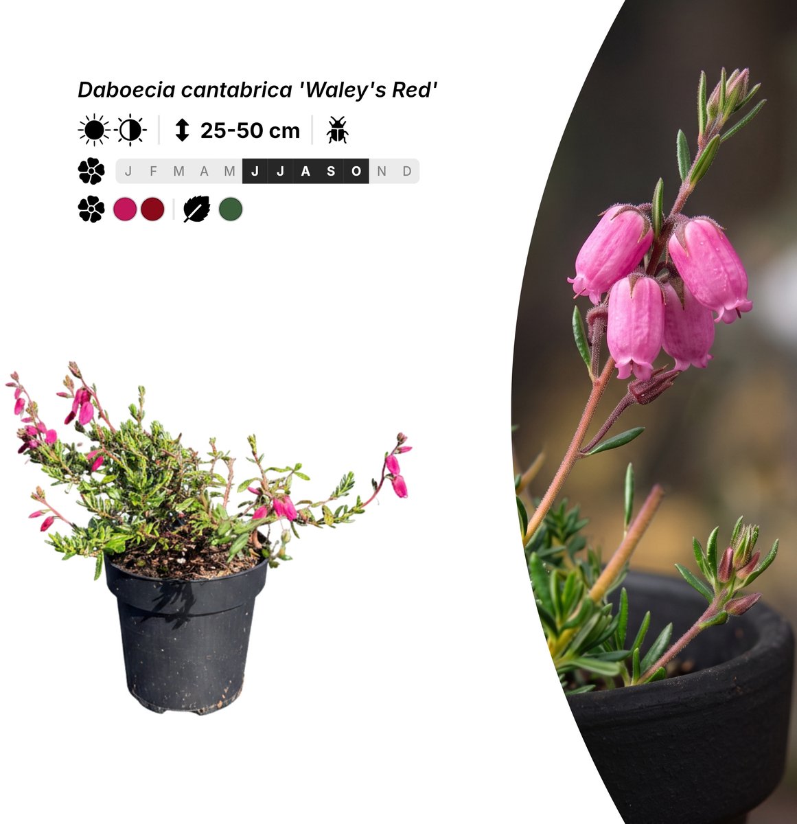 Singleplants - 10x Daboecia cantabrica 'Waley's Red' - Pot P9,5 - bodembedekker - in bloeiperiode