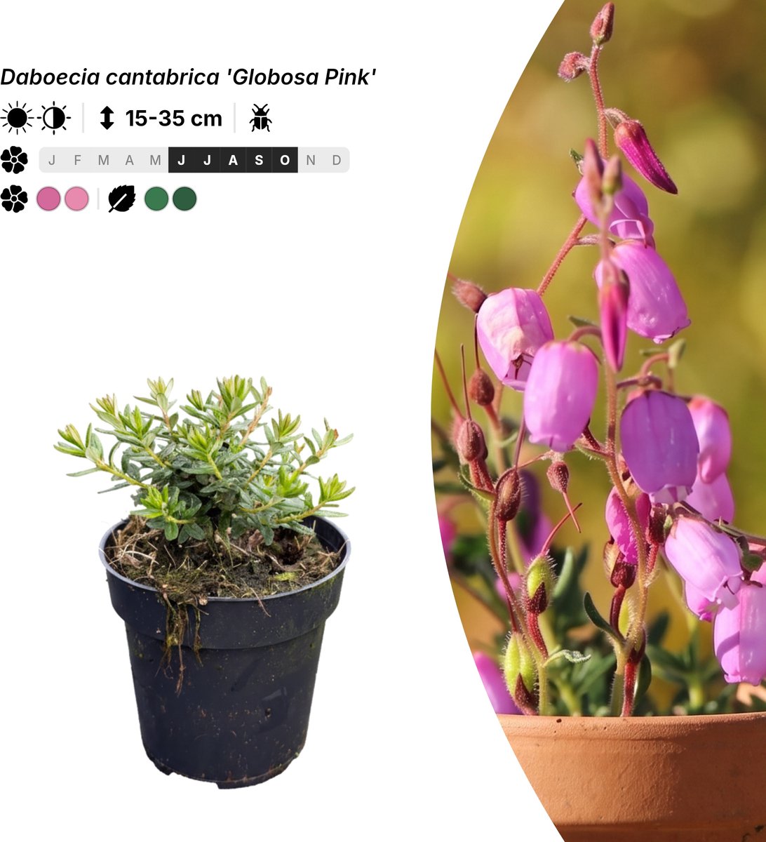 Singleplants - 10x Daboecia cantabrica 'Globosa Pink' - Pot P9,5 - bodembedekker - in bloeiperiode