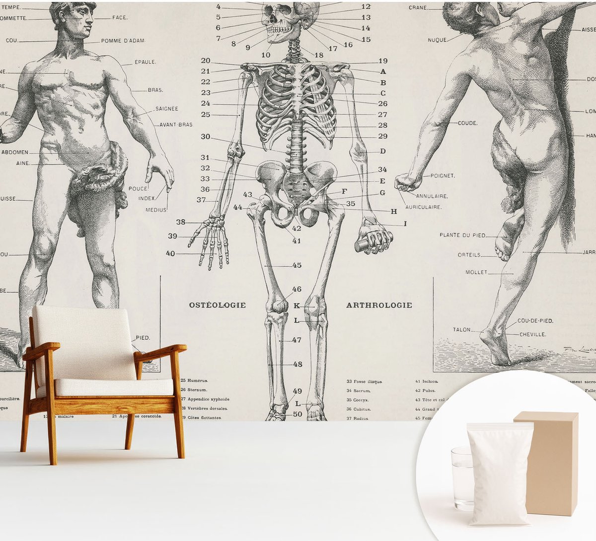 Wallfluent Fotobehang - Zwart Vliesbehang - 312x219 cm - Klassieke Anatomie Fotobehang Vlies - Woonkamer behang Anatomie - Muurschildering - Woonkamer behang