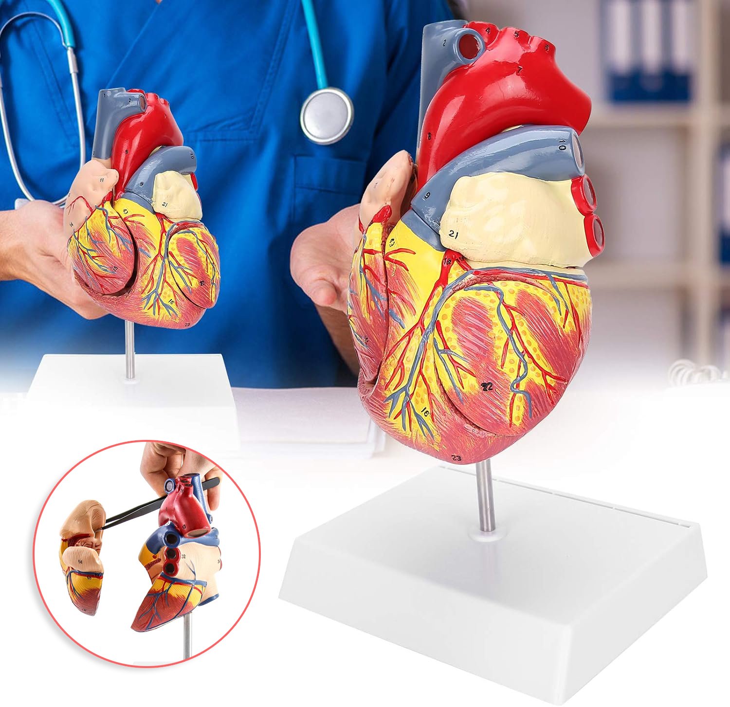 Levensgroot Hartmodel 1:1 - Magnetisch 2-Delig Anatomisch Hart Model met Afneembare Standaard - PVC & Handgeschilderd - Voor Biologie Anatomie Medisch Onderwijs - RoodBlauw