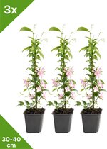 GARDENZO - 3x Roze Toscaanse Jasmijn (Trachelospermum 'Pink Showers') in P9 - 30-40 cm