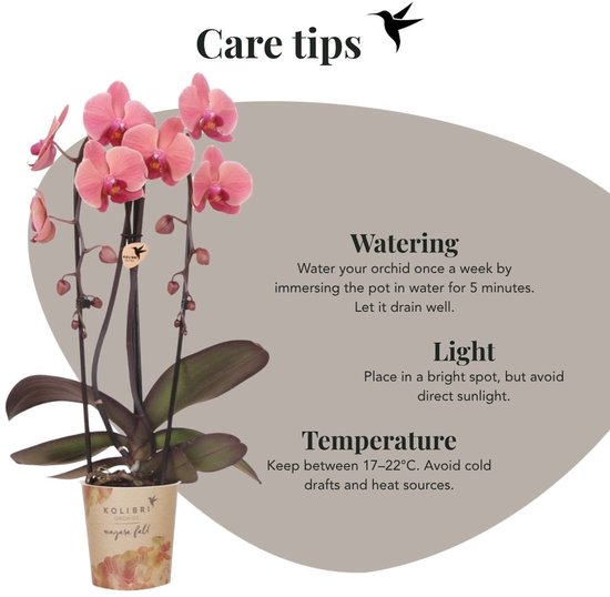 Zalmroze orchidee in een papieren pot met bloemenprint, met verzorgingstips voor water, licht en temperatuur.