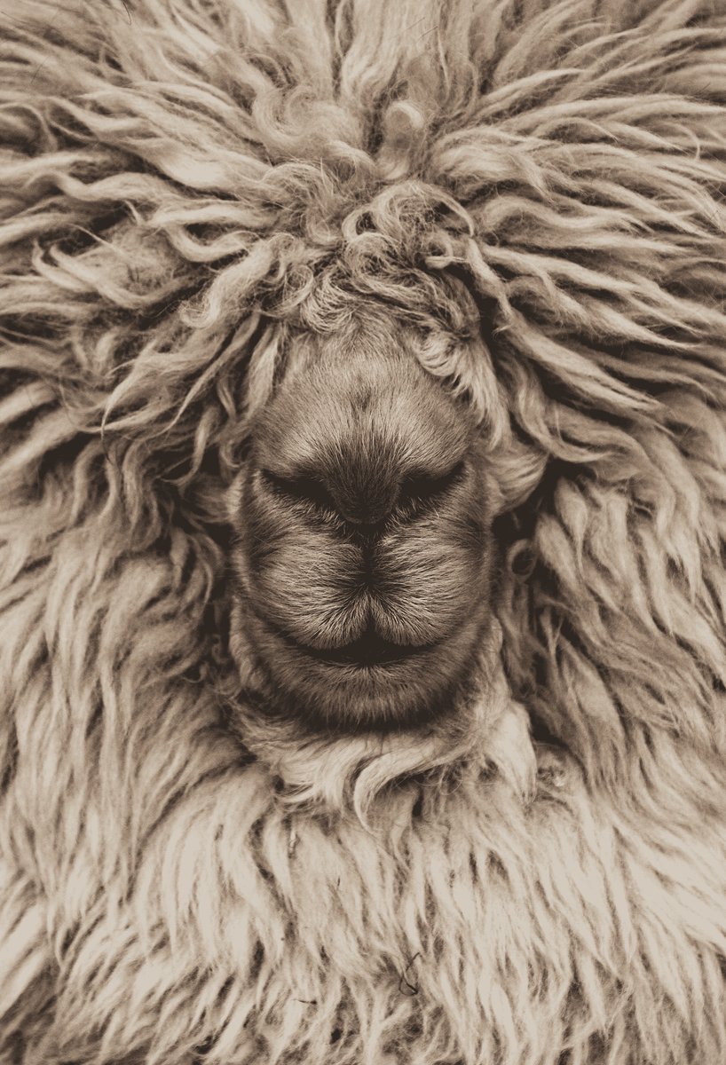Alpaca Poster - Abstracte - Dieren - Wanddecoratie - posters - formaat 70x100cm - L2065MT
