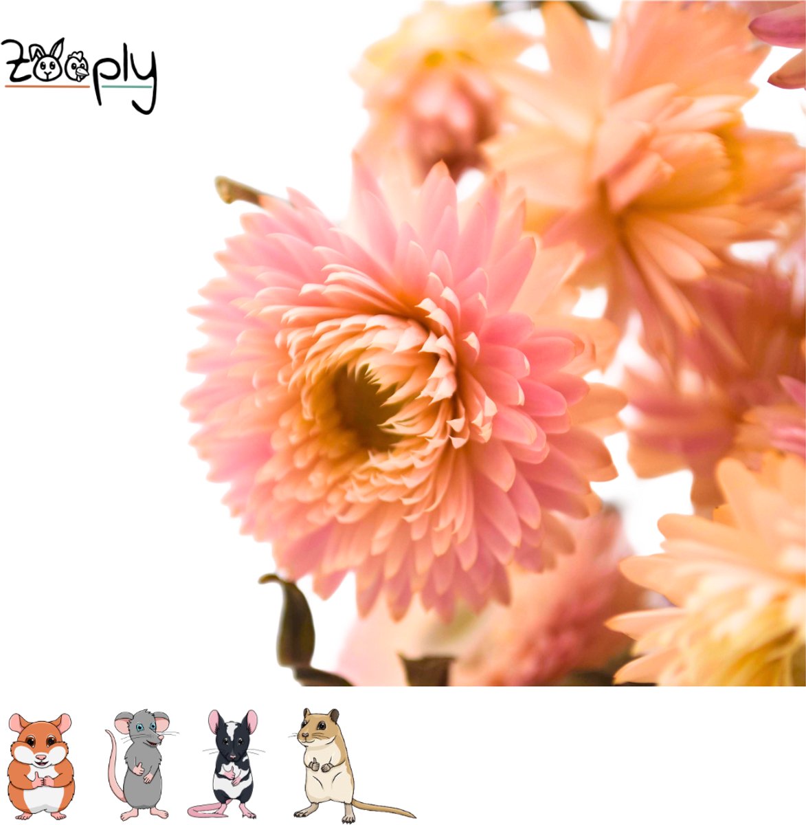 Zooply Strobloem - Licht roze - 70 gram - in koker