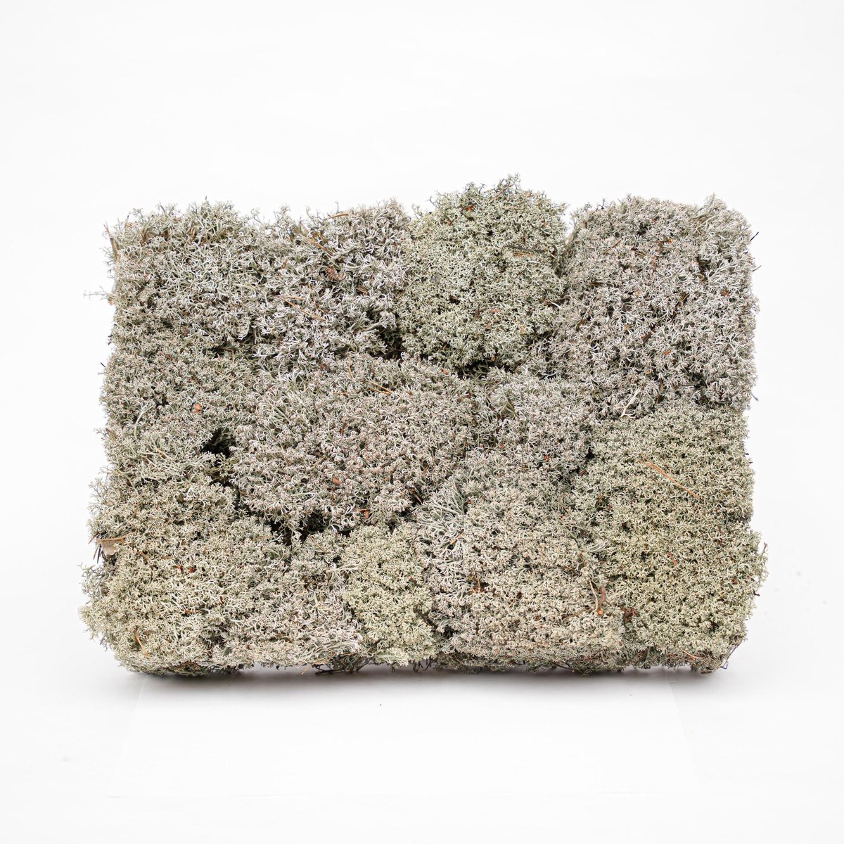Levend zilvermos - Tray - 2 lagen van 20 x 30 x 10 cm