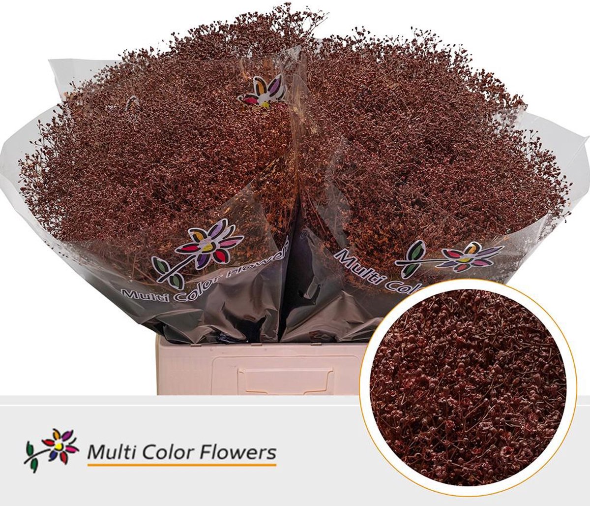 25x Gipskruid m.stars bruin 70cm