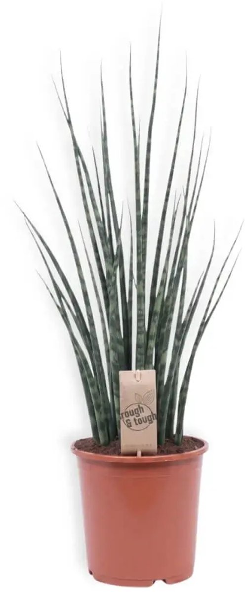 Sansevieria Fernwood Mikado (Vrouwentong) - Ø19cm - 80cm