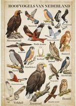 Vintage Poster Roofvogels van Nederland - 43 x 61 cm - Kleurmedia® Retro Botanische Collectie 2026 - Posters met Nederlandse Benamingen