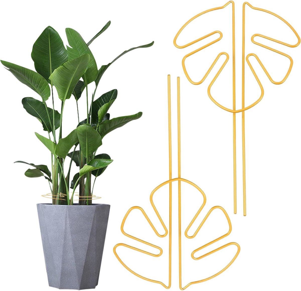 2 stuks plantensteun, klimhulp Monstera, klimhulp, kamerplanten roestvrij staal, plantenhouder voor plantenteelt kamer en tuinplanten, Alocasia, Monstera plant (goud)
