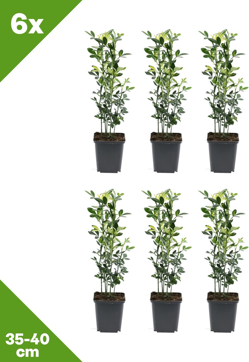 GARDENZO - 6x Citrus trifoliata (Wilde citroen), P9, 35-40 cm - Winterhard