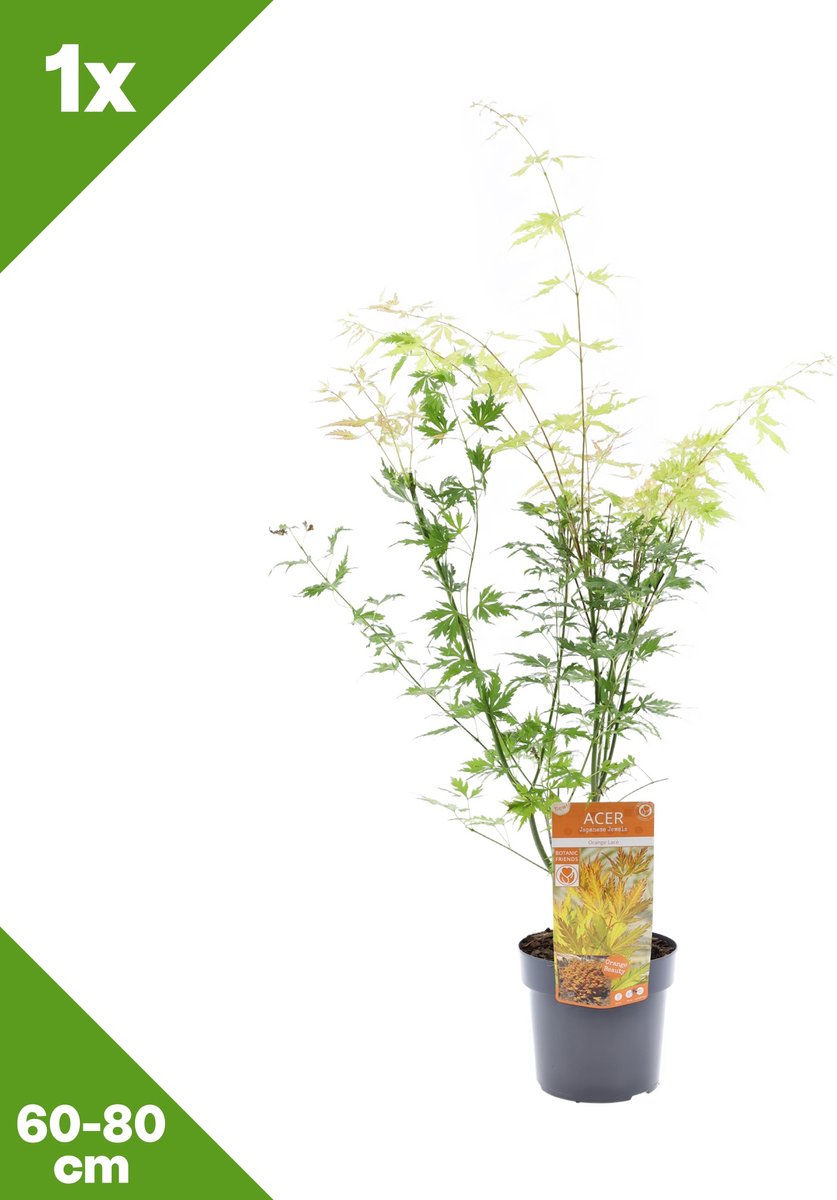 GARDENZO - 1x Acer palmatum 'Orange Lace' (Japanse esdoorn), P19, 60-80 cm - Winterhard
