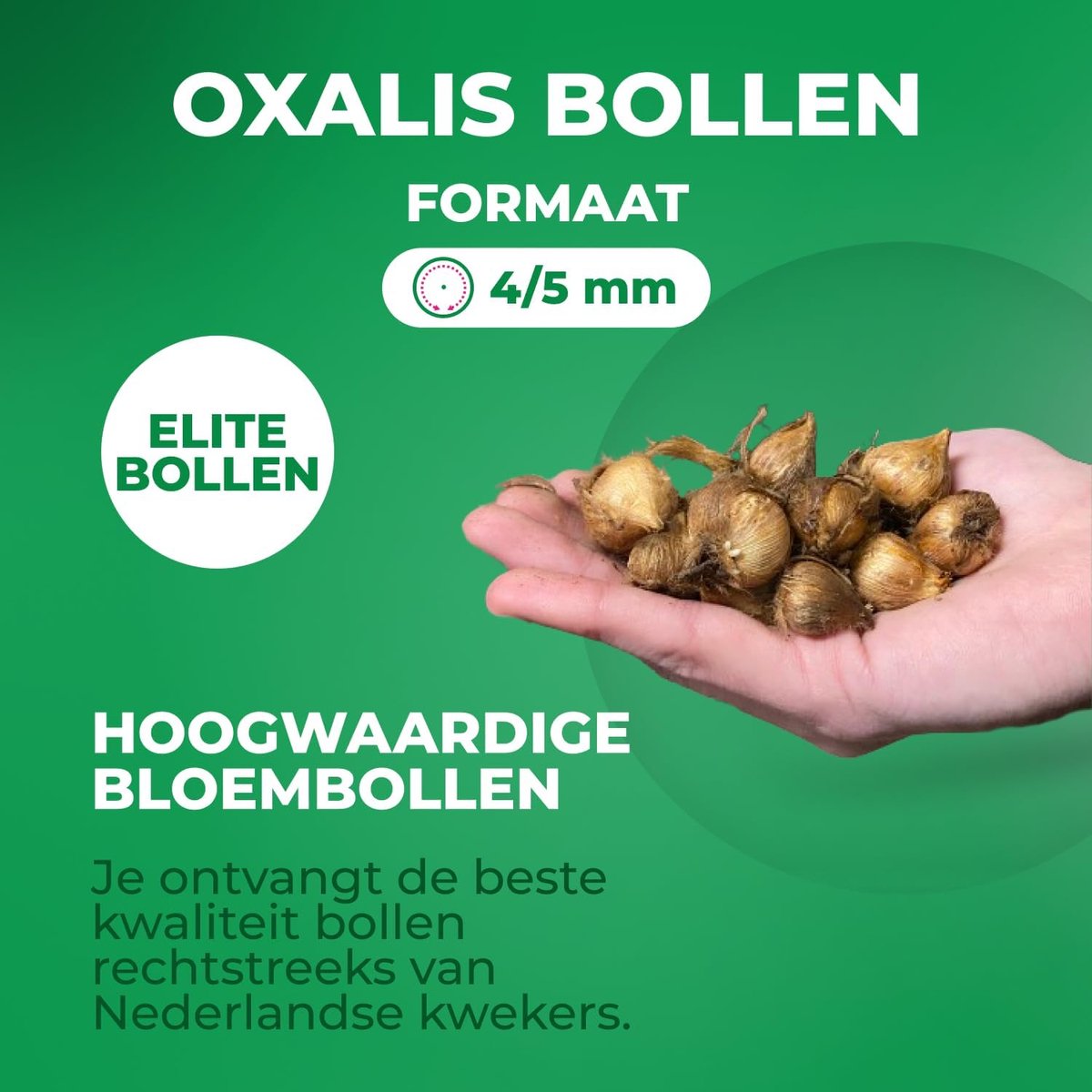 Oxalis Iron Cross vaste planten collectie