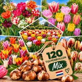 Tulpen Bloembollen - 120 stuks - Meerkleurig - Bloem Bollen Mix - Tulpenbollen Cadeau - Bloemen - Winterhard - Meerjarig