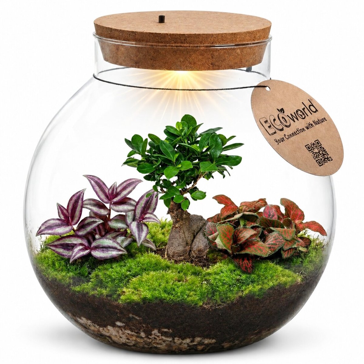 vdvelde.com - Bonsai terrarium ecosysteem - Gesloten planten terrarium zelfvoorzienend - Onderhoudsvriendelijk mini ecosysteem in glas - Ø25 cm