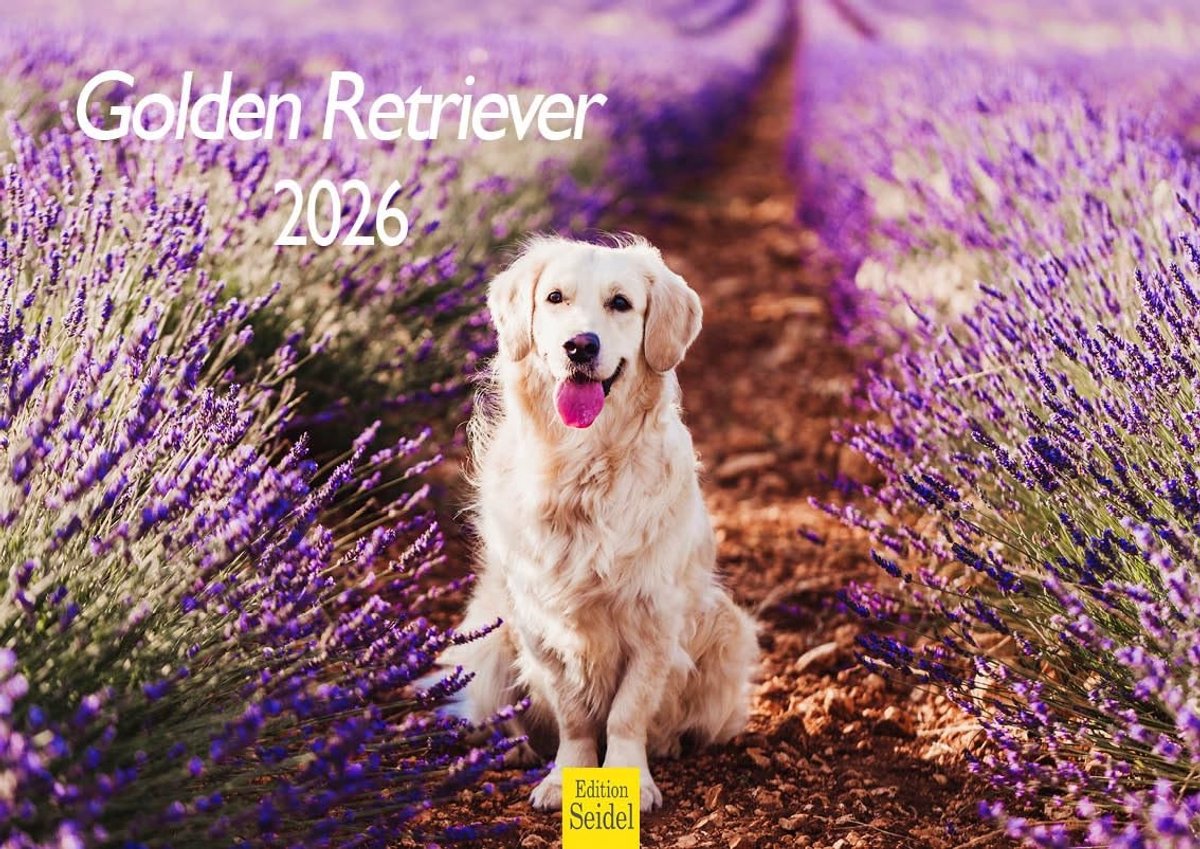Elzusha - Wandkalender Golden Retriever 2026 - Formaat A4
