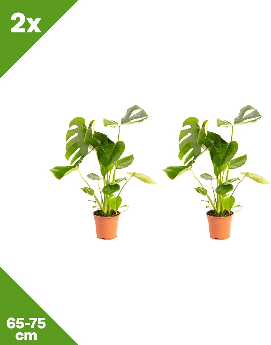 GARDENZO - Monstera deliciosa (Gatenplant) x 2, P17, 65-75 cm