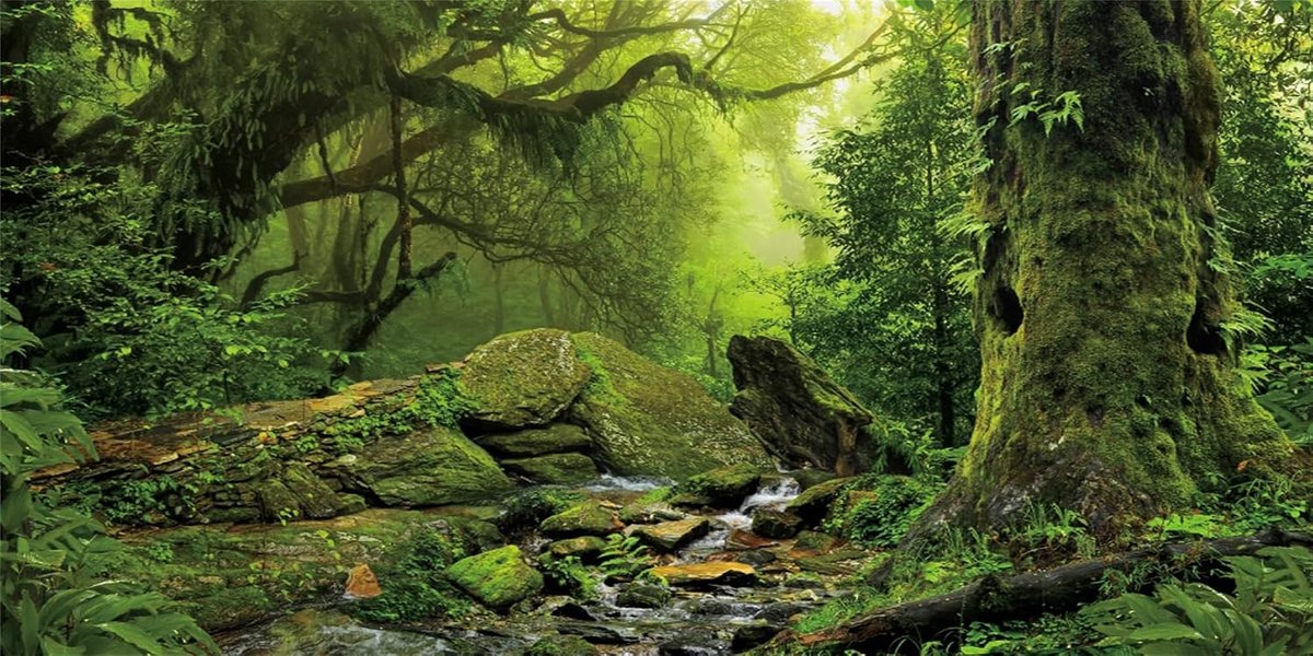 91x50cm Tropical Forest Terrarium Background Stream Green Huge Tree Reptiles Habitat Background Foggy Rainforest - ShopVlot