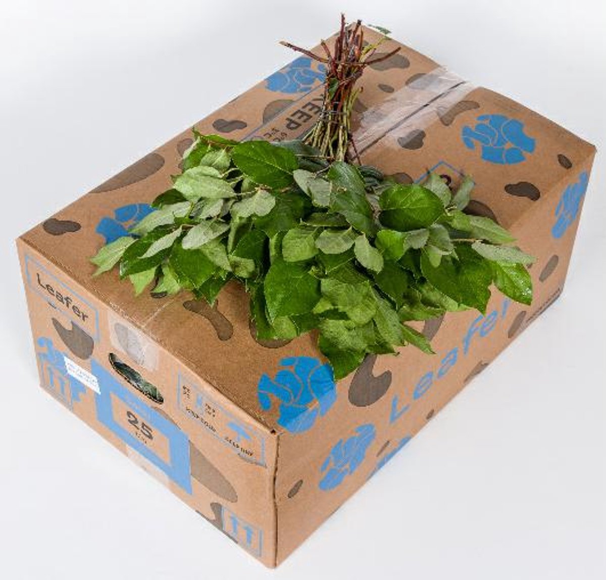 25x Sg salal tips air