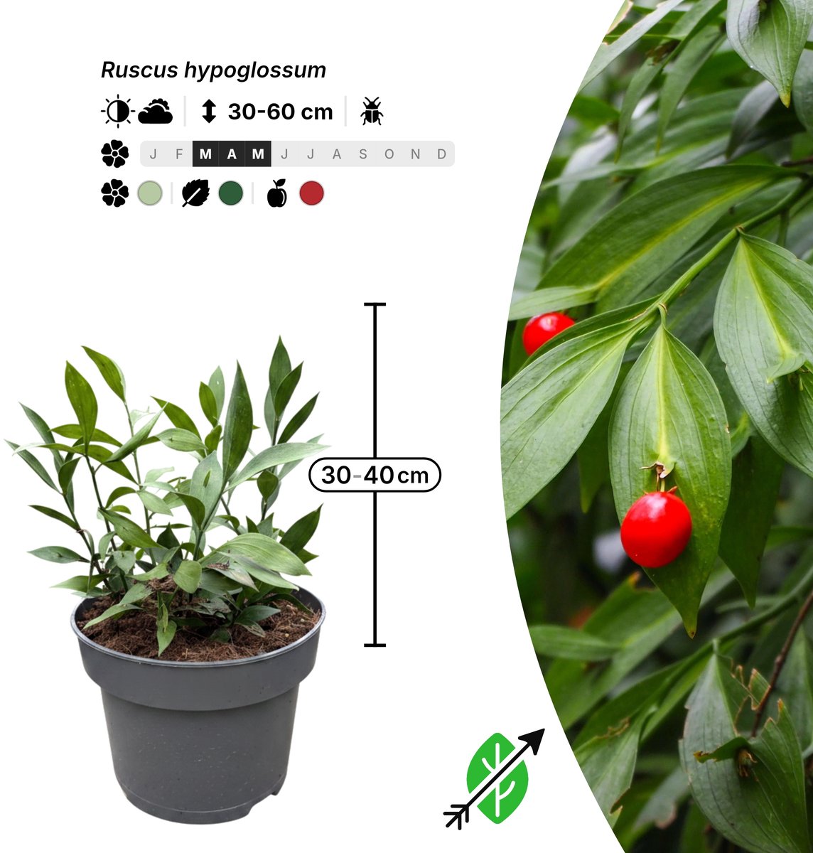Singleplants - 1x Ruscus hypoglossum - Pot C5 - winterhard tot -18°C