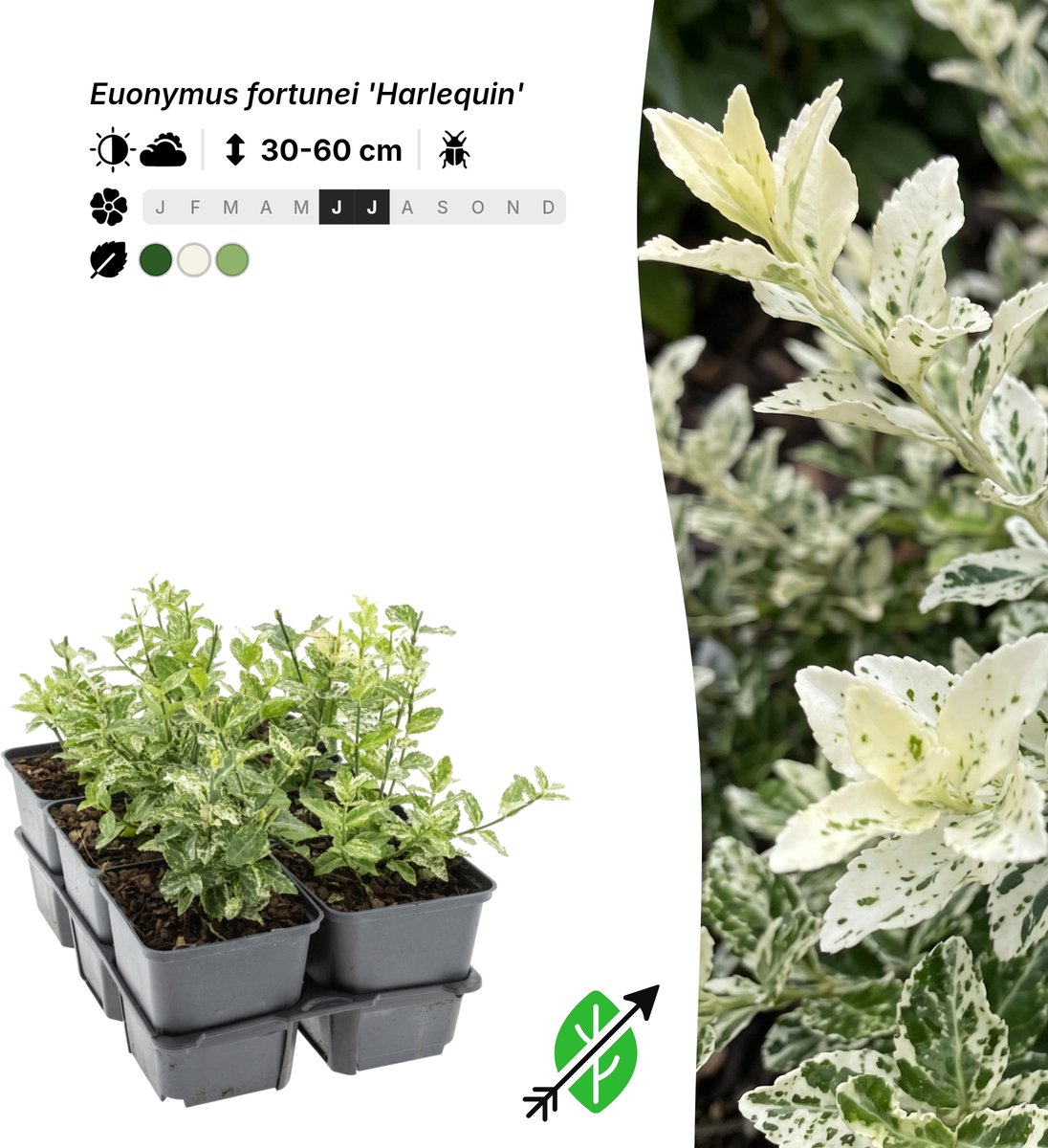 Singleplants - 24x Euonymus fortunei 'Harlequin' - Pot P9 - haagplant - winterhard tot -23°C