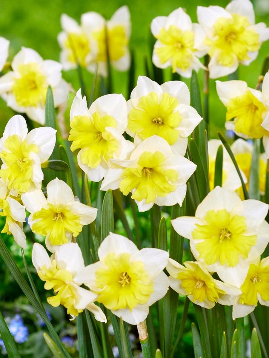 15x Narcissen 'Smiling twin' - BULBi® Bloembollen met bloeigarantie