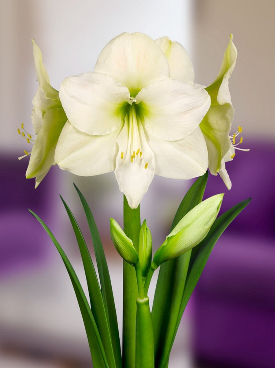 1x Hippeastrum 'Christmas gift' - BULBi® Bloembollen met bloeigarantie