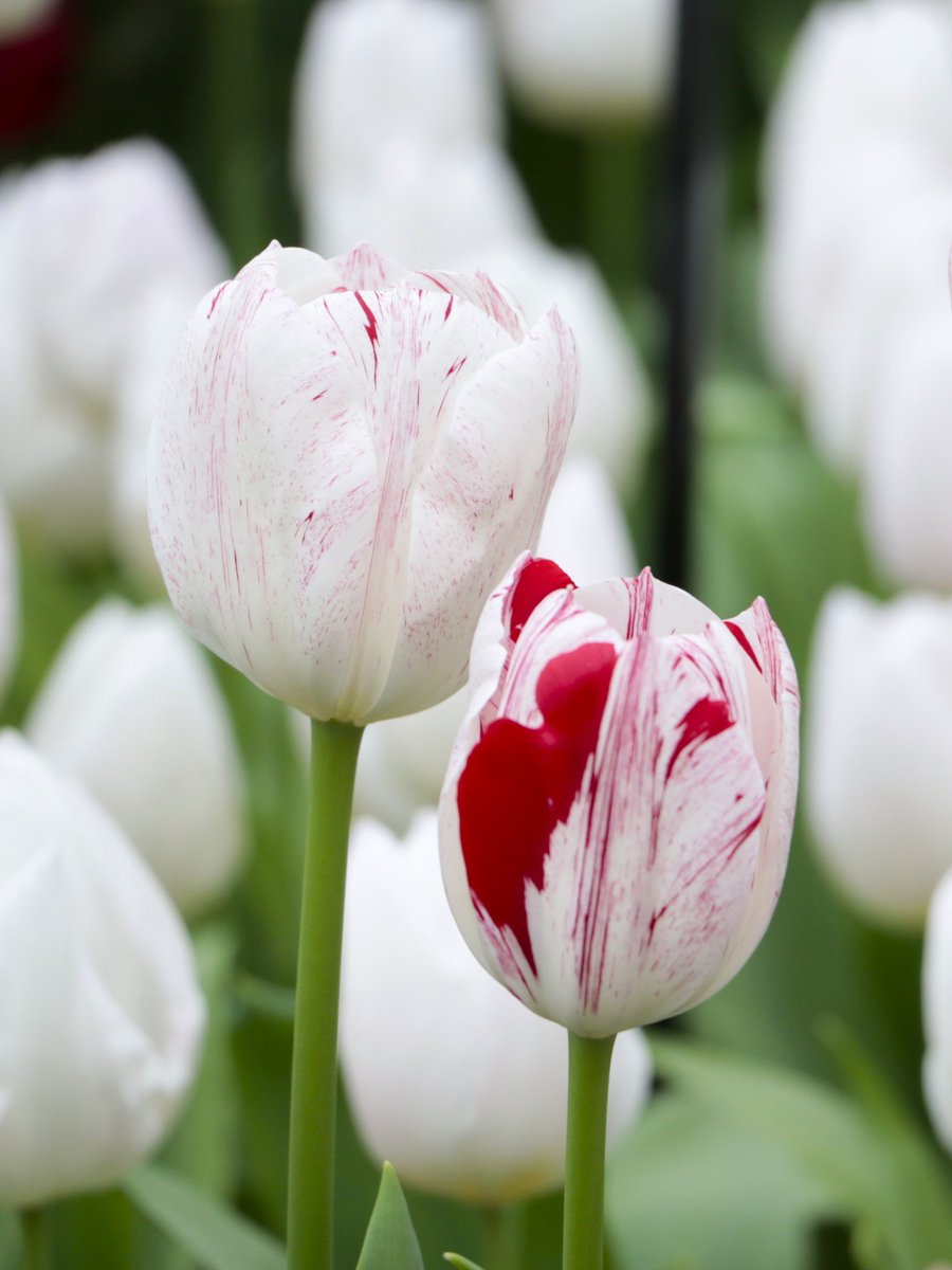 20x Tulpen 'One direction' - BULBi® Bloembollen met bloeigarantie
