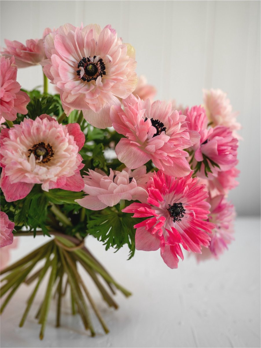 12x Anemoon 'Levante rosa chiaro double' - BULBi® Bloembollen met bloeigarantie