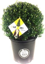 Ilex crenata Dark green® bol 35/+ cm