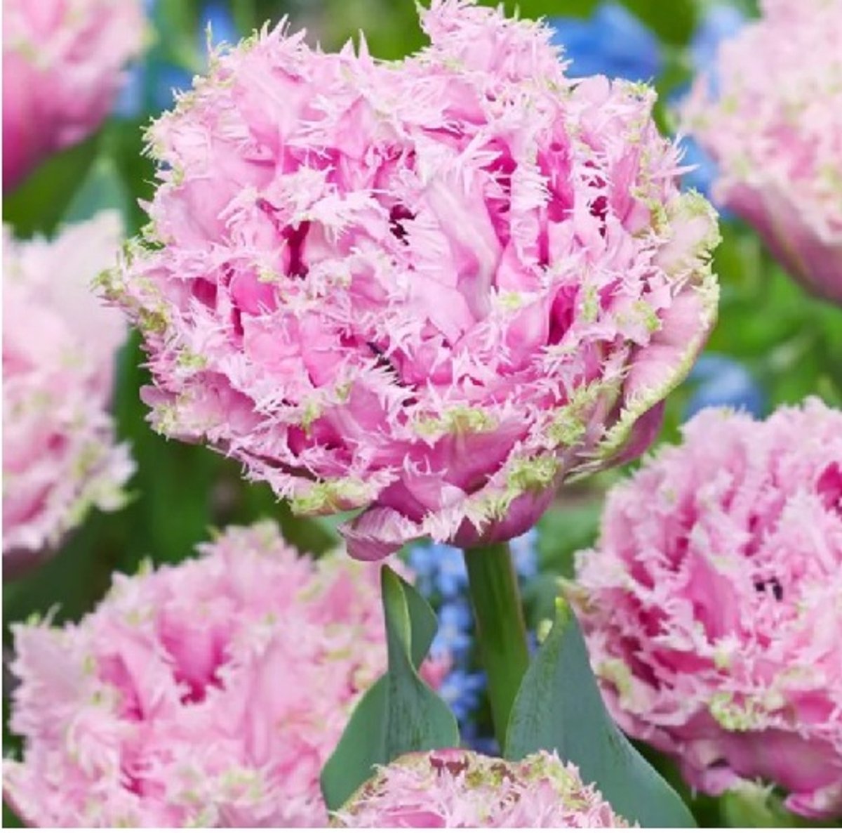 Bloembol Tulp Cairns 20 bollen