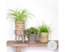 Bloomique - Set van 3 - Huisdiervriendelijk Mix - Cyperus - Chlorophytum - Callisia - Kamerplant - 15-25 cm - Pot 12 cm - Hoogte 15-25 cm
