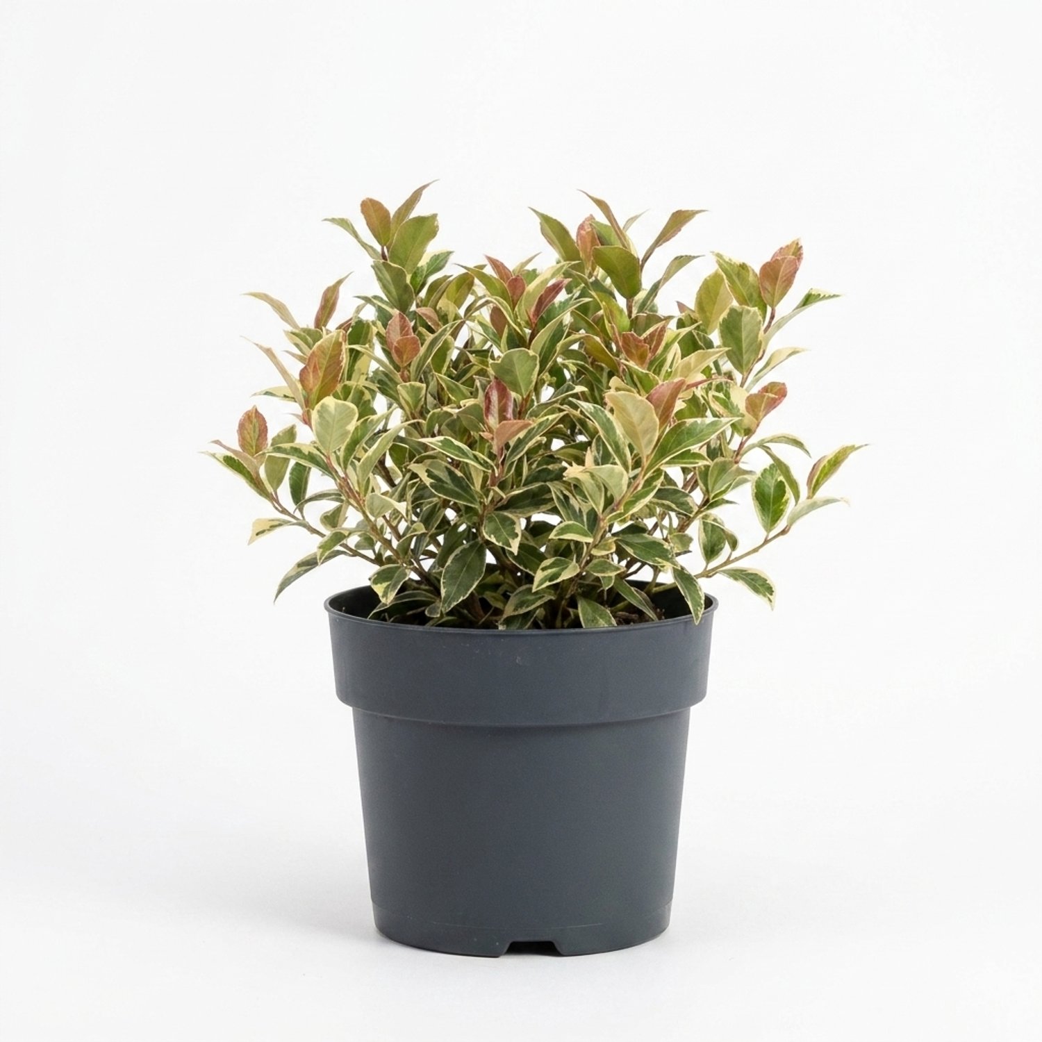 Bloomique - Leucothoe Walteri Firestar - Druifheide - Heester - Tuinplanten - Rood blad met witte rand - Compact - Winterhard - Ook voor schaduw - Hoogte 20-25 cm - Pot 17 cm