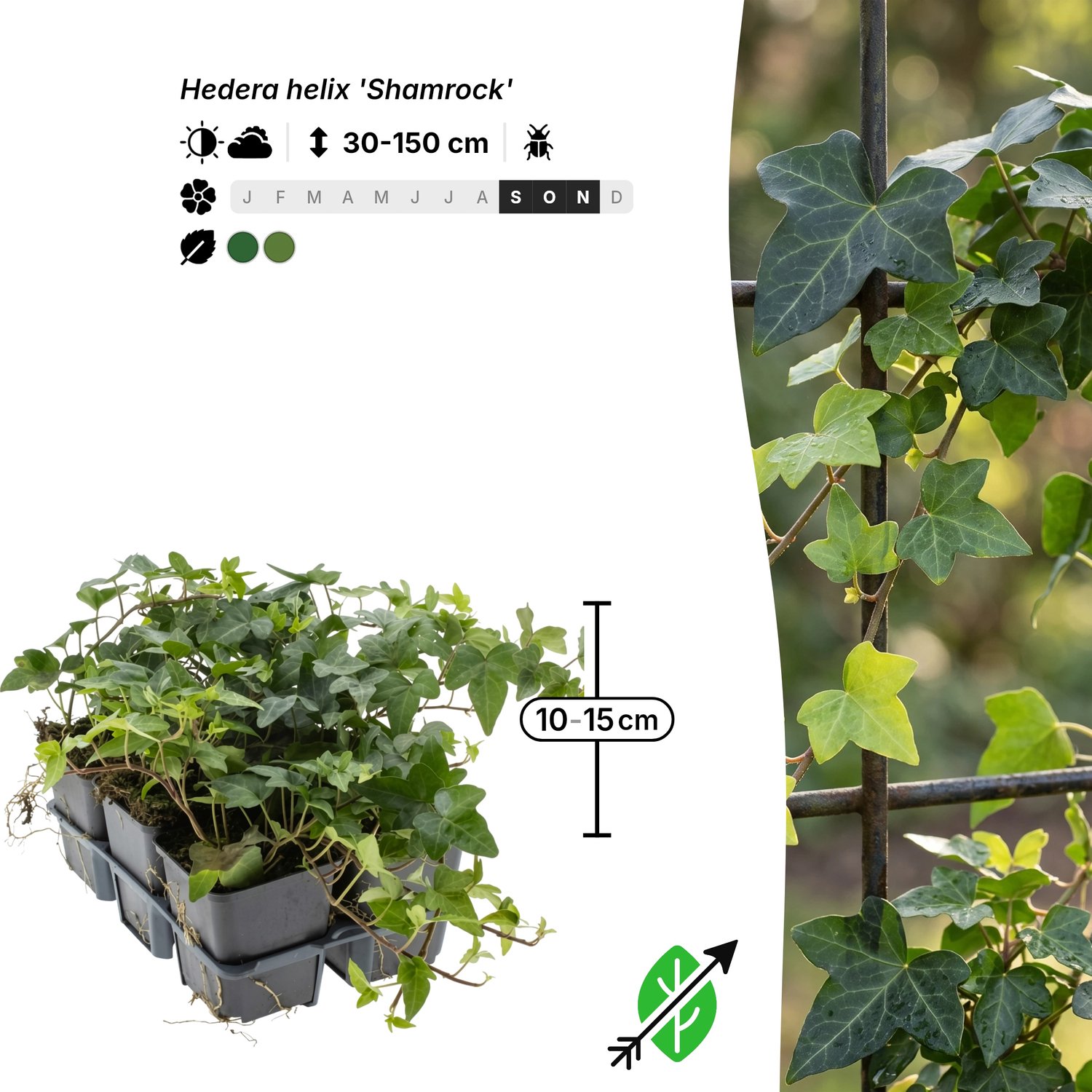 Singleplants - 24x Hedera helix 'Shamrock' - Pot P9 - klimplant - in bloeiperiode