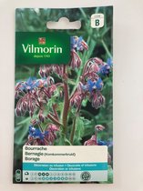 Vilmorin- Bourrache- Concombre Herbe- V532