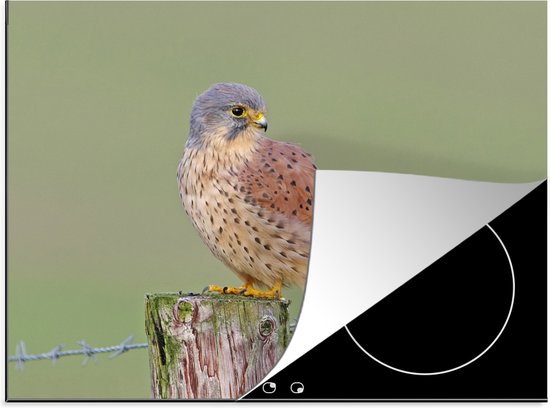 Een torenvalk zit op een houten paaltje met prikkeldraad, op een inductiekookplaat.