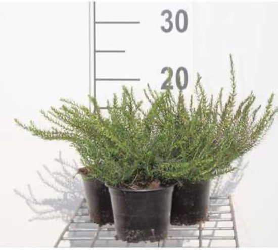 Foto: 6 x erica darleyensis wit dopheide winterheide voorjaarsheide pot 10 5 cm