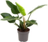 Philodendron 'Imperial Green' ↨ 70cm - hoge kwaliteit planten